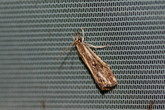 Catoptria verellus