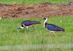 Threskiornis spinicollis
