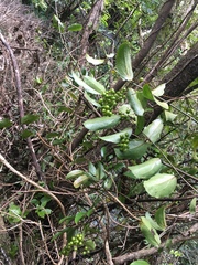 Hedycarya arborea