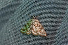 Nymphula nitidulata