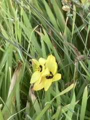Ixia fuscocitrina