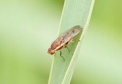 Heleomyzidae