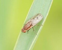 Heleomyzidae