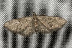 Eupithecia inturbata