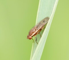 Heleomyzidae
