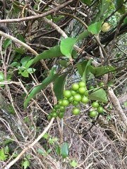 Hedycarya arborea