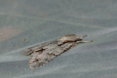 Acronicta psi