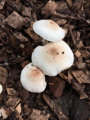 Leucoagaricus mucrocystis