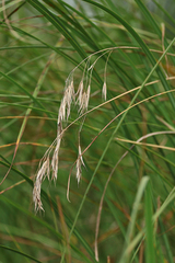 Bromus riparius