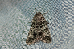 Acronicta megacephala