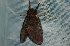 Notodonta dromedarius