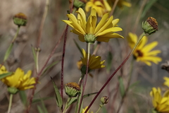 Helianthus gracilentus
