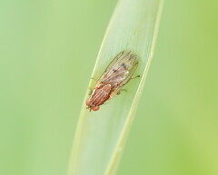 Heleomyzidae