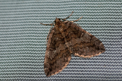 Hydriomena furcata