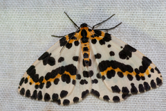 Abraxas grossulariata