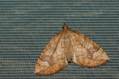 Eulithis populata