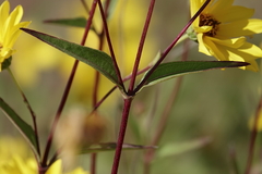 Helianthus gracilentus