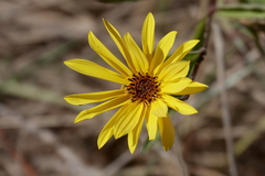 Helianthus gracilentus