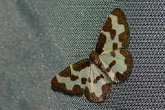 Lomaspilis marginata