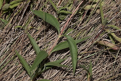 Helianthus gracilentus