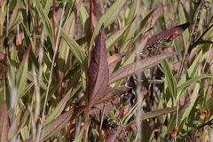 Helianthus gracilentus