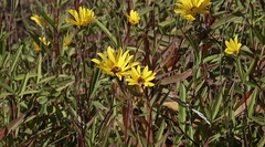Helianthus gracilentus