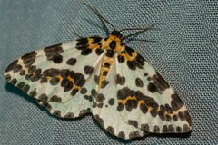 Abraxas grossulariata