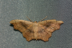 Idaea emarginata