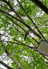 Dendrocitta formosae