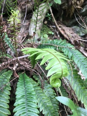 Blechnum chambersii