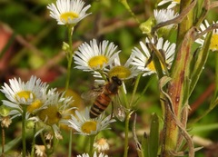 Apis mellifera