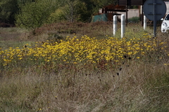 Helianthus gracilentus