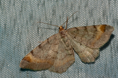 Macaria liturata