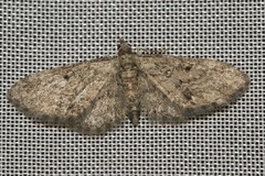 Eupithecia inturbata