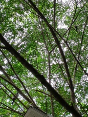 Dendrocitta formosae