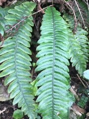 Blechnum chambersii