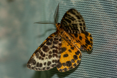 Arichanna melanaria