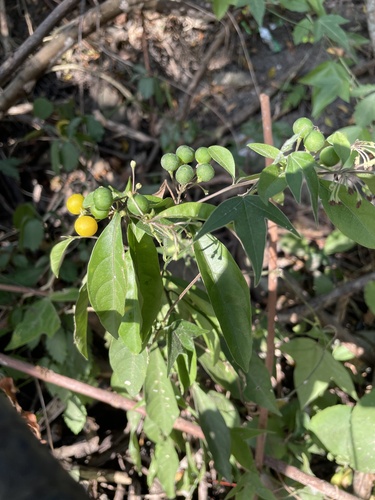 Solanum diphyllum