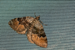 Xanthorhoe quadrifasiata