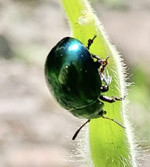 Leptinotarsa haldemani