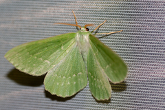 Geometra papilionaria