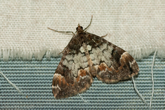 Dysstroma latefasciata