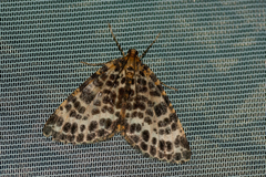 Arichanna melanaria