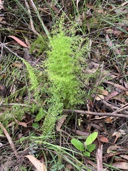 Lindsaea microphylla