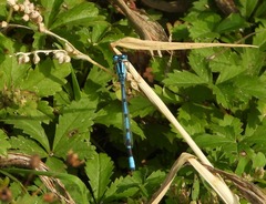 Enallagma cyathigerum