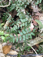 Blechnum filiforme
