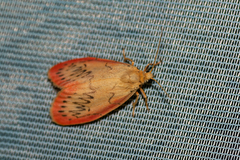 Miltochrista miniata