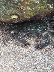 Pachygrapsus