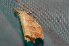 Falcaria lacertinaria