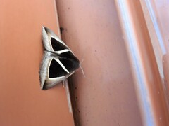 Chalciope mygdon